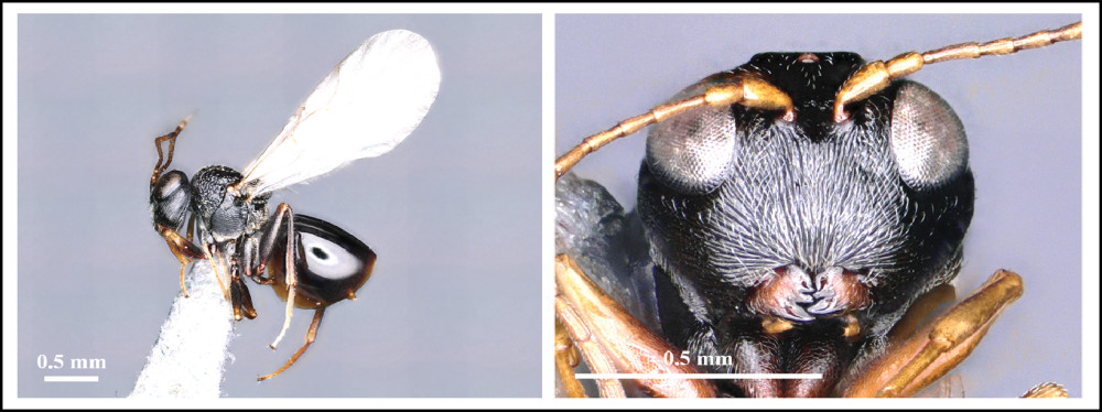 The new species of  inquiline wasp discovered by a team of researchers in Phek.